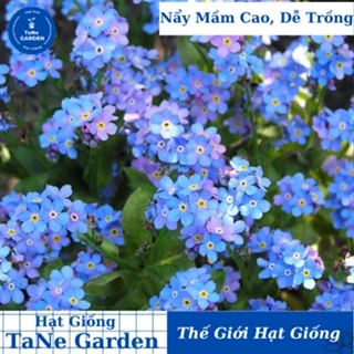 150h Hạt Giống Hoa Lưu Ly Forget Me Not - TaNe Garden