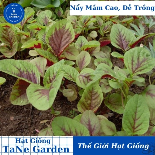 20Gr Hạt Giống Rau Dền Tiều - TaNe Garden