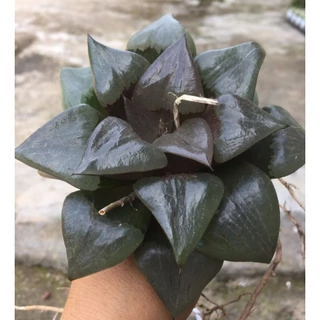 Haworthia    ...