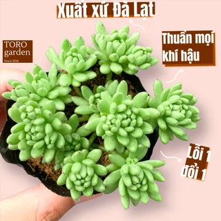 Sen đá sedum dù xanh Đà Lạt size bé cây cảnh trang trí nhà cửa Toro garden