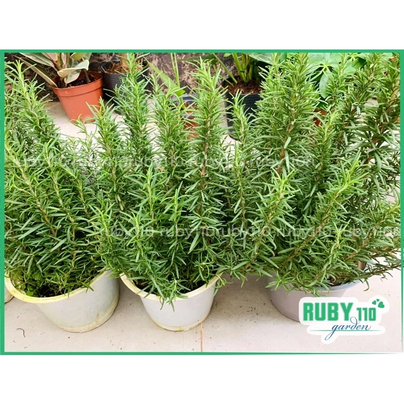 Chậu mềm -bán ảnh cuối- Hương Thảo (Rosemary) Là cây gia vị Âu tiêu chuẩn hàng đầu trong làng ẩm thực