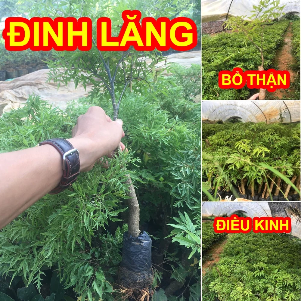 [Cây Dược Liệu] Cây Đinh Lăng Nếp Bổ Thận, điều kinh