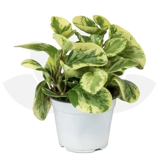 Chậu mềm giống Peperomia obtusifolia var🍀🌱/  trường sinh cầm thạch🍀🌱