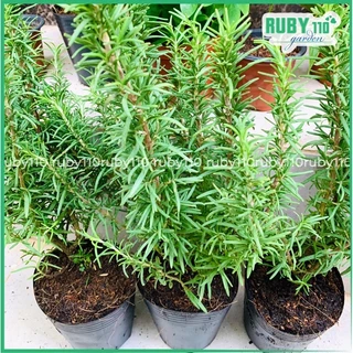 Chậu mềm Hương Thảo (Rosemary) Là cây gia vị Âu tiêu chuẩn hàng đầu trong làng ẩm thực🌱🌱🌱