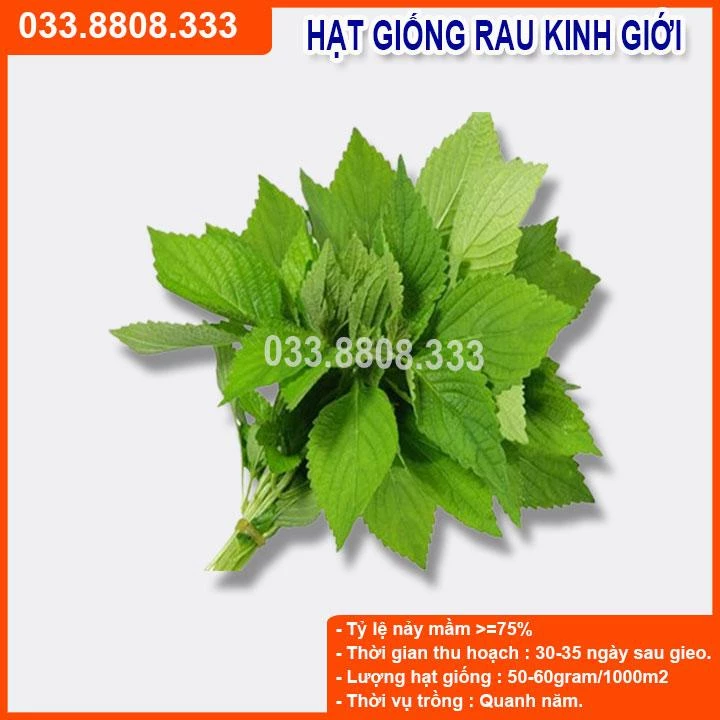 HẠT GIỐNG RAU KINH GIỚI CAO SẢN - CHẤT LƯỢNG GIỐNG CHUẨN