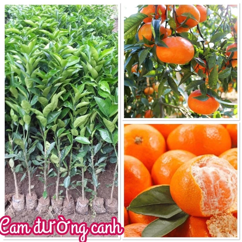 Cây giống cam đường canh