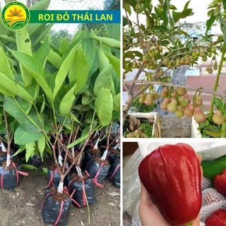 Cây giống roi đỏ Thái lan, giống cây nhập khẩu mới, quả to, mọng nước, cây sớm cho trái, cây khỏe