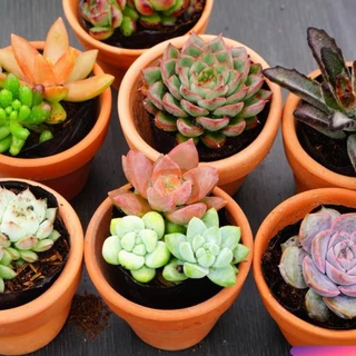 Combo 1 sen đá nhỏ 6cm + 1 chậu đất nung 7cm GLASS GARDEN, Giá rẻ, Lựa ngẫu nhiên, Bao khỏe, Lỗi 1 đổi 1