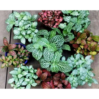 Chậu mềm cẩm nhung🍀 Fittonia / lá may mắn🍀