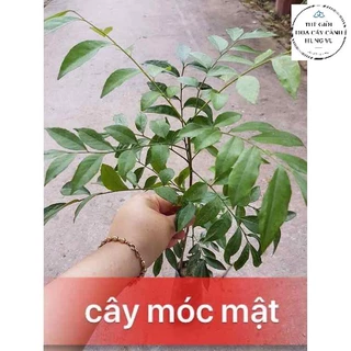 Cây móc mật giống (ảnh thật) - cây gia vị ăn quả và cây dược liệu