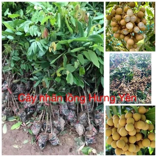 Cây giống nhãn sớm Hưng Yên