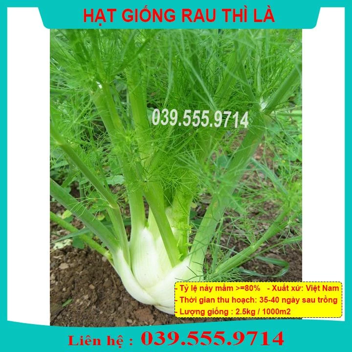 HẠT GIỐNG RAU THÌ LÀ -  TỶ LỆ NẢY MẦM CAO, DỄ TRỒNG NHANH ĂN