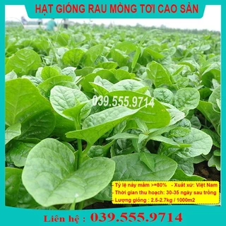 HẠT GIỐNG MỒNG TƠI CAO SẢN TÓI 20G - DỄ TRỒNG, DỄ CHĂM