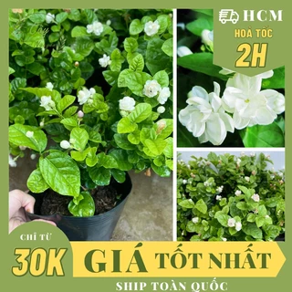 GIỐNG CÂY HOA LÀI TA CÁNH KÉP Hoa thơm ,(cao 20cm), Hoa giống, ban công, dễ trồng, nở quanh năm, Cây Tươi Nguyên