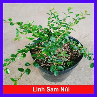 Cây Linh Sam Núi - cây cảnh để bàn