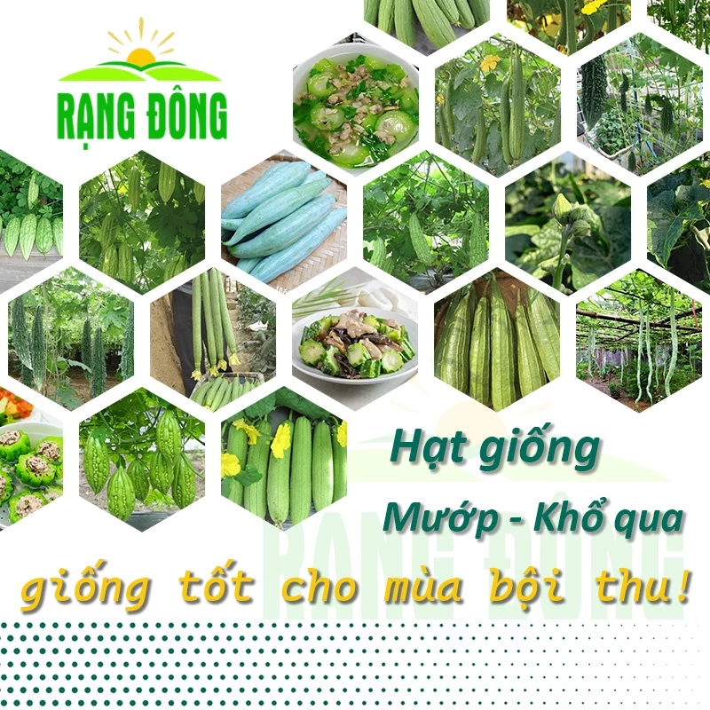 Hạt giống Mướp Ngọt - Mướp Đắng (Khổ Qua) trồng quanh năm, nảy mầm tốt - Hạt giống Rạng Đông