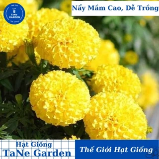 10h Hạt Giống Hoa Cúc Vạn Thọ Cao Lỡ Vàng Sai Bông F1 - TaNe Garden