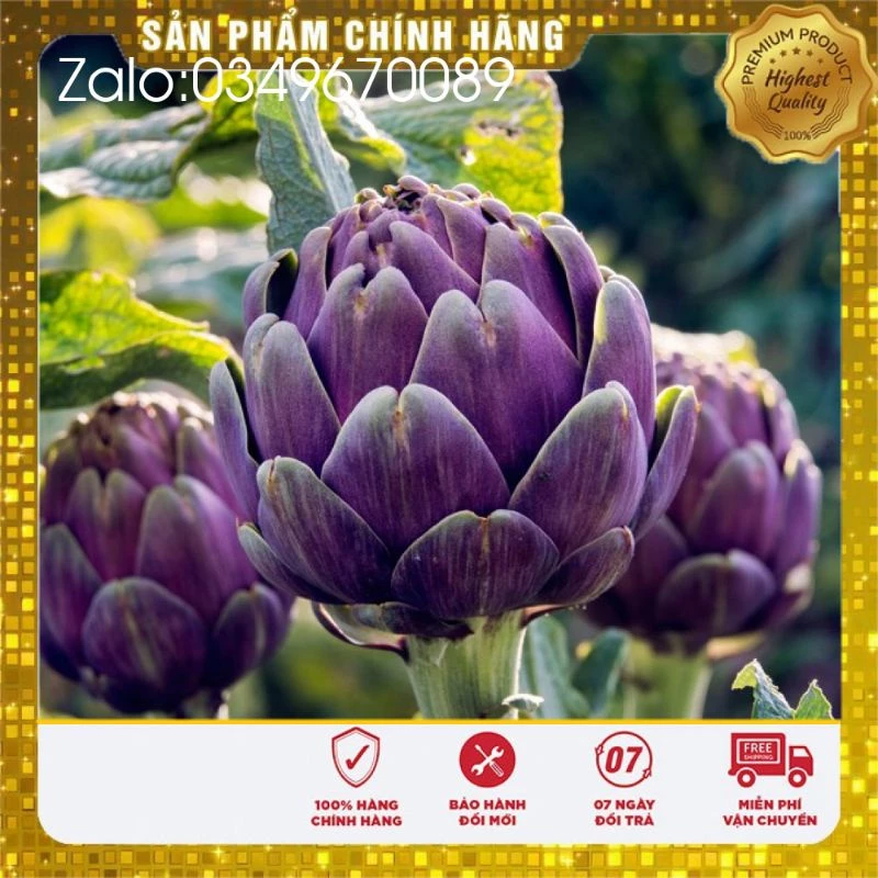 Hạt Giống Atiso Tím F1 Lucky Seeds - 4 hạt