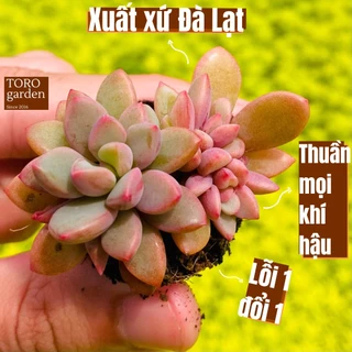 Sen đá aurora gem Đà Lạt size mini cây cảnh trang trí nhà cửa Toro garden