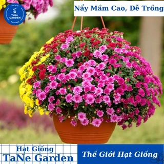 50h Hạt Giống Hoa Cúc Mâm Xôi Mix Màu 20cm - TaNe Garden