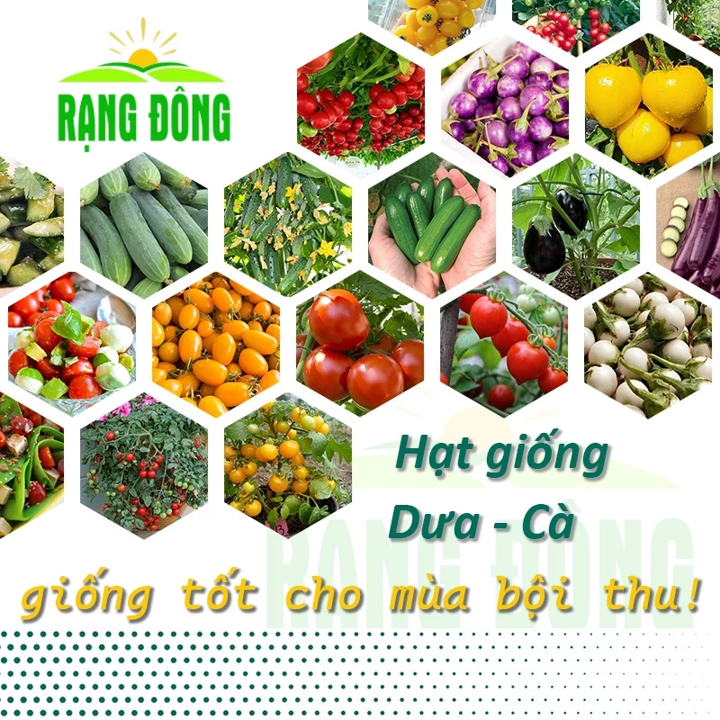 Hạt giống Dưa - Cà trồng quanh năm, chịu nhiệt tốt, Rau củ quả trồng chậu - Hạt giống Rạng Đông