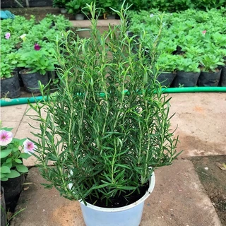 Cây hương thảo - cây rosemary, chiều cao 15-20cm, cây có mùi thơm dùng để trang trí ban công và quán cà phê