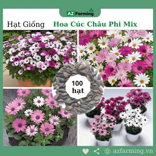 Hạt Giống Hoa Cúc Châu Phi - Gói 100 Hạt - AZ Farming