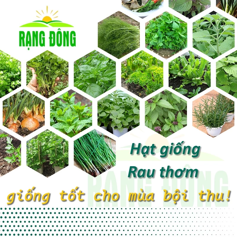 Hạt giống Rau Thơm dễ trồng, dễ chăm sóc, trồng quanh năm, thu nhiều lần - Hạt giống Rạng Đông