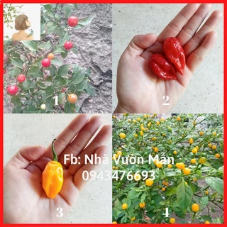 Combo 4 Gói Hạt Ớt Cay ( Kiểng Trái Tròn- Bhut Jolokia- Bonda- Charapita)