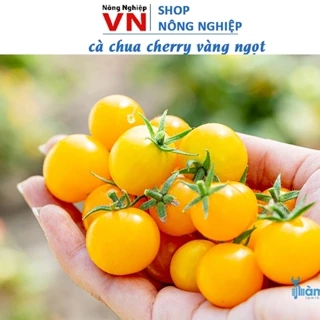 5H - Hạt giống cà chua cherry vàng quả ngọt