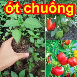 Cây giống ớt chuông F1 ớt ngọt mua 5 cây tặng thêm 1 cây