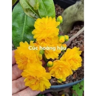 Hoa mai ghép cúc hoàng hậu( Nữ Hoàng) bông chuẩn