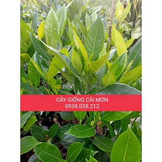 CÂY GIỐNG MÍT TỐ TÂY