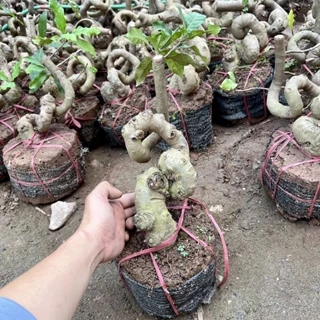 Cây lộc vừng phôi bonsai