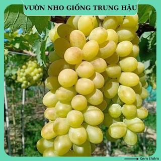 Cây nho giống Xanh Ninh Thuận trồng chậu thân dây leo giàn NX03