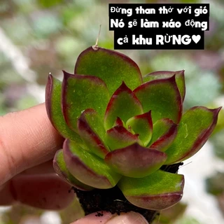 sen đá Ếch Lửa size mini 2-2,5cm THUANPHAT GARDEN, siêu xinh màu đẹp, lỗi 1 đổi 1