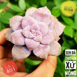 sen đá đĩa hồng🍏 |FREESHIP| 🔥 XỨ NÓNG, ĐÃ THUẦN KHÍ HẬU, KHOẺ ĐẸP 🍏 LỖI 1 ĐỔI 1