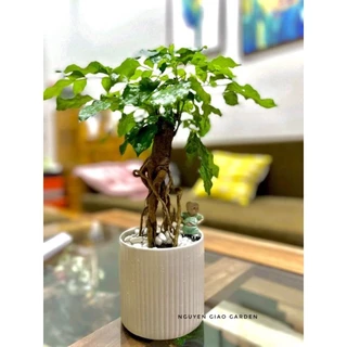 Cây hạnh phúc bonsai nhỏ chậu sứ trụ trắng