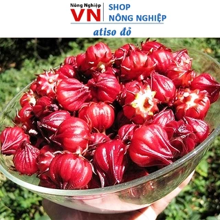 Hạt giống atiso đỏ / Shop Nông Nghiệp