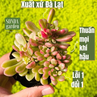 Sen đá sedum cam var SONDA GARDEN size bé 5-8cm, cây cảnh trang trí nhà cửa, lỗi 1 đổi 1