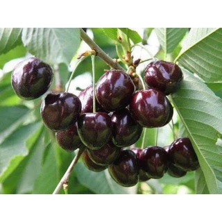 Hạt  giống  cherry  ( quả  anh  đào) giòn ngọt .- tặng phân bón kích mầm ) .