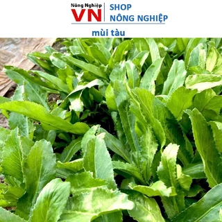 Hạt Giống Mùi Tàu/ Ngò Gai Dễ Trồng 2gr