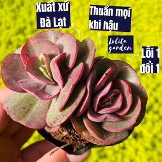 Sen đá suyon Đà Lạt size bé cây cảnh trang trí nhà cửa Lolita garden