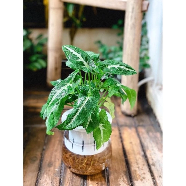 Chậu mềm Syngonium wendlandii/ trầu nhung- 🍀trồng thuỷ sinh được.