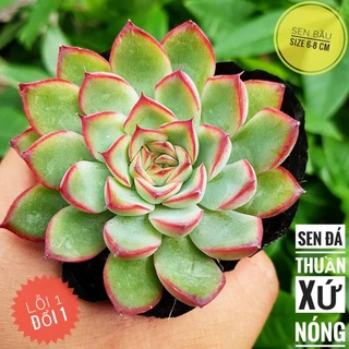 sen đá viền hồng🍏 |FREESHIP| 🔥 XỨ NÓNG, ĐÃ THUẦN KHÍ HẬU, KHOẺ ĐẸP 🍏 LỖI 1 ĐỔI 1