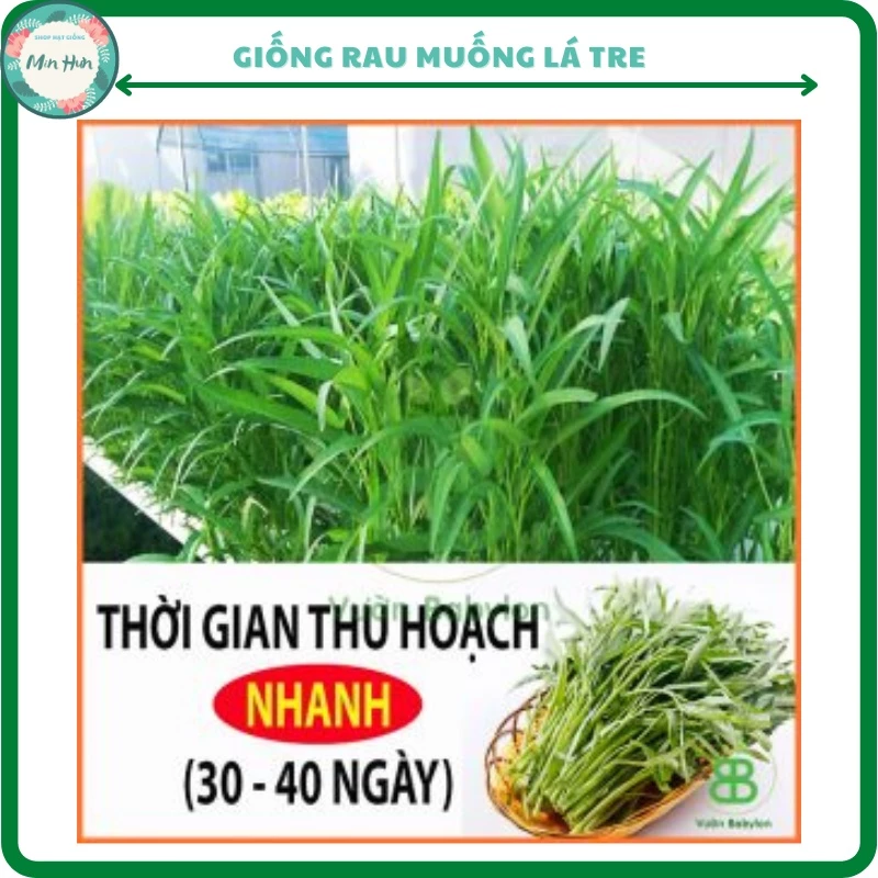 Hạt giống rau muống lá tre, 20gr