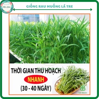 Hạt giống rau muống lá tre, 20gr