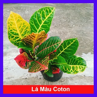 Cây Lá Màu Coton - Cây cảnh để bàn