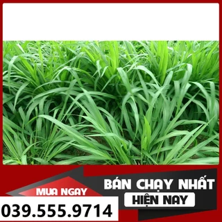 Hạt giống cỏ chăn nuôi RUZI 100g - Cỏ Chịu Giẫm Đạp Tốt, Tăng Trưởng Nhanh