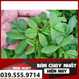 Hạt Giống Cỏ Chăn Nuôi  Alfalfa Linh Lăng 500g, Khả Năng Tái Sinh Mạnh